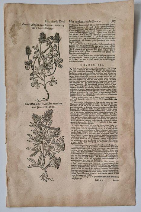 Rembertus Dodonaeus - 46 houtsnedes uit het Cruydt-boeck, Antiek en Kunst, Antiek | Boeken en Manuscripten