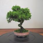 Juniperus sinensis - Hoogte (boom): 23 cm - Diepte (boom):