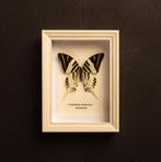 Vlinder Taxidermie volledige montage - Graphium androclas -, Nieuw