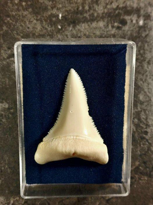 Witte haai Tand - Carcharodon carcharias - with proof of, Verzamelen, Dierenverzamelingen