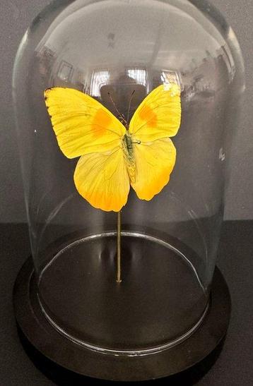 Vlinder Taxidermie volledige montage - Phoebis Philea - 18