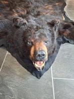 Ours noir Peau d’étude - Prachtige Zwarte Beer met Kop - 165, Verzamelen, Dierenverzamelingen, Nieuw