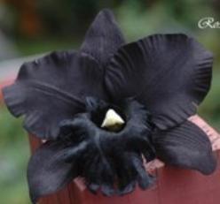 Zwarte Orchidee zijde / bloem Zwarte Orchidee zijde, Maison & Meubles, Accessoires pour la Maison | Plantes & Fleurs artificielles