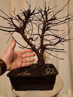 Bonsaï Orme Japonais (Zelkova) - Hauteur (arbre) : 37 cm -