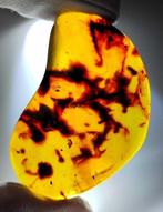 FOSSIEL-VERASSEND!! Dominicaanse amber - 70 ct- 14 g, Verzamelen
