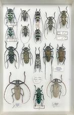 Cerambycidae Taxidermie volledige montage - Insect exotic -