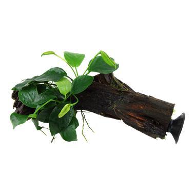 Anubias barteri var. nana op kienhout (met zuignap), Animaux & Accessoires, Poissons | Aquariums & Accessoires, Envoi