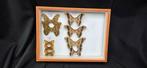 Palearctique Moths / Butterflies ex COLLET Belgium, Verzamelen, Dierenverzamelingen, Nieuw