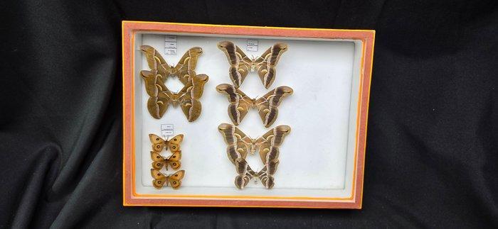 Palearctique Moths / Butterflies ex COLLET Belgium, Verzamelen, Dierenverzamelingen