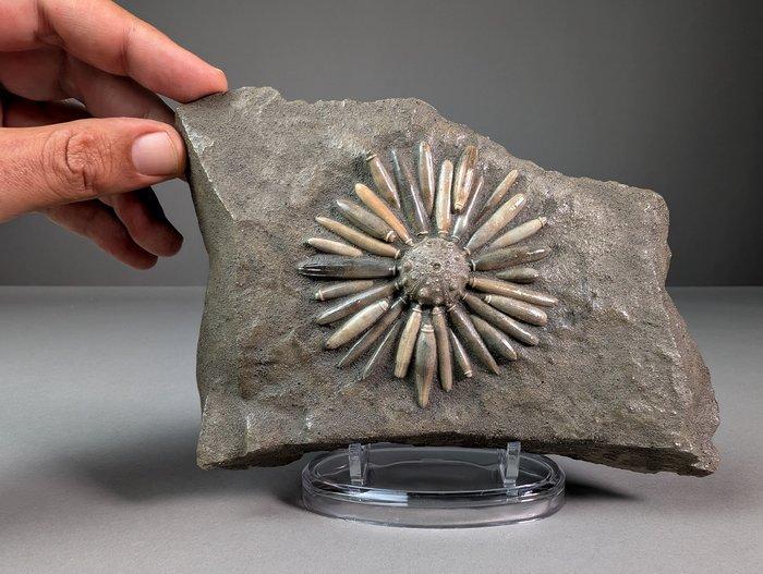 Zee-egel - Fossiele matrix - Asterocidaris Bistriata - 18.5, Verzamelen, Mineralen en Fossielen