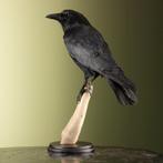 Kraai Taxidermie Opgezette Dieren By Max, Ophalen of Verzenden, Nieuw, Vogel, Opgezet dier