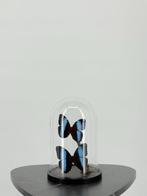 Morpho achilles onder stolp Taxidermie volledige montage -