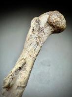 Dinosaurijnkuitbeen - Dijbeen - Fossiel skelet -, Verzamelen
