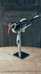 roodsnaveltok Taxidermie volledige montage - Tockus