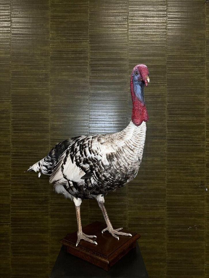 Kalkoen Taxidermie Opgezette Dieren By Max, Verzamelen, Dierenverzamelingen, Opgezet dier, Nieuw, Vogel, Ophalen of Verzenden