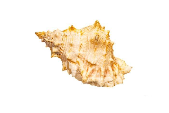 ===Geen veilingreserve=== Gladmond Kikkerschulp Taxidermie, Verzamelen, Dierenverzamelingen