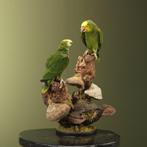 Amazone Taxidermie volledige montage - Amazona oratrix - 64, Collections