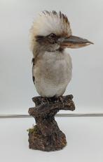 Lachende Kookaburra Taxidermie volledige montage - Dacelo, Nieuw