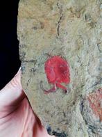 Primitieve stekelhuidige - Stylophora!!! - Gefossiliseerd