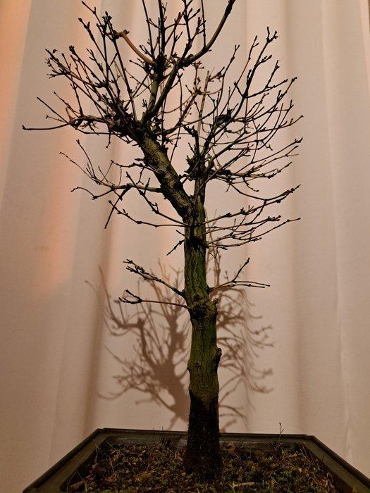Japanese maple bonsai (Acer palmatum) - Hauteur (arbre) : 45, Antiek en Kunst, Curiosa en Brocante