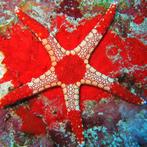 Fromia Monilis (Parelzeester), Divers, Verzenden