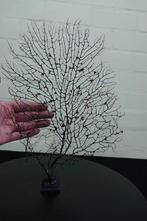 Gorgone fine de mer / zeewaaier sur socle en bois Support de