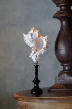 Coquilles de conque époustouflantes et complexes et coquille