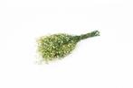 Gepreserveerd gips gipskruid appelgroen 60cm. 55gr, Nieuw