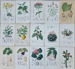 DORBIGNY, Charles Dessalines (1802-1857) - Lot. of 15