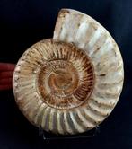 Ammoniet - Gefossiliseerd dier - Kranaosphinctes roedereri