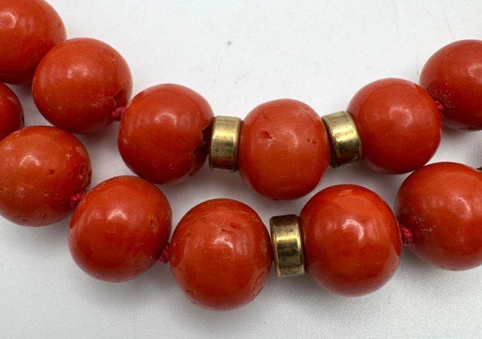 Koraal Koraal - Mittelmeer, Verzamelen, Dierenverzamelingen