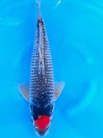 HQ Tacho Goshiki van Ozumi Ikarashi 36cm (Japanse Koi), Ophalen of Verzenden