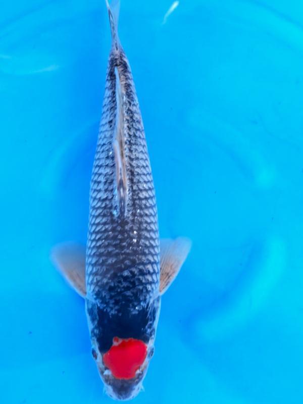 HQ Tacho Goshiki van Ozumi Ikarashi 36cm (Japanse Koi), Jardin & Terrasse, Étangs, Enlèvement ou Envoi