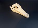 Nijlkrokodil Schedel - Crocodylus niloticus - 6.5 cm - 10 cm, Verzamelen, Nieuw