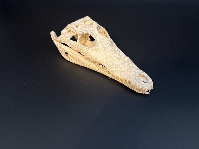 Nijlkrokodil Schedel - Crocodylus niloticus - 6.5 cm - 10 cm, Verzamelen, Dierenverzamelingen