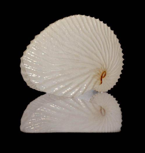 coquillage Argonauta argo - Un chef-dœuvre de la nature -, Verzamelen, Dierenverzamelingen