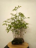 Zwepenboom bonsai (Celtis) - Hoogte (boom): 55 cm - Diepte