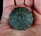 Indrukwekkende zee-egel!!! - Uitzonderlijke grootte voor