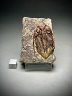 Trilobiet - Fossiel rugschild - Coronocephalus ovatus