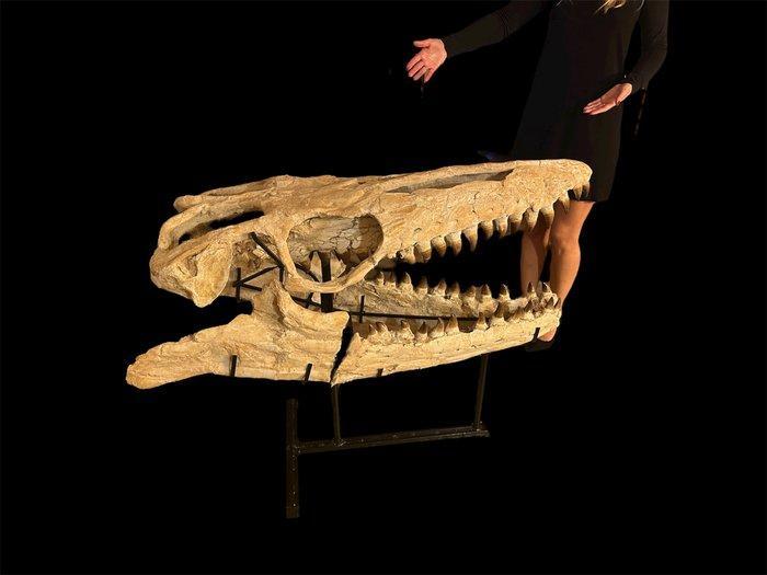 Reusachtige schedel van een Mosasaurus. - Fossiele schedel -, Verzamelen, Mineralen en Fossielen