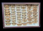 Moths Collection - new ex BERGER  collection (39X26 cm) -  -, Nieuw