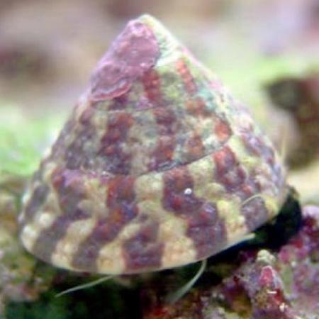 Trochus Histrio slak, Dieren en Toebehoren, Vissen | Aquariumvissen