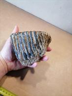 Mammouth laineux - Molaire fossile - Mammuthus primigenius