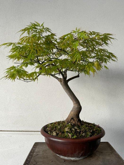 Japanese maple bonsai (Acer palmatum) - Hauteur (arbre) : 40, Antiquités & Art, Curiosités & Brocante