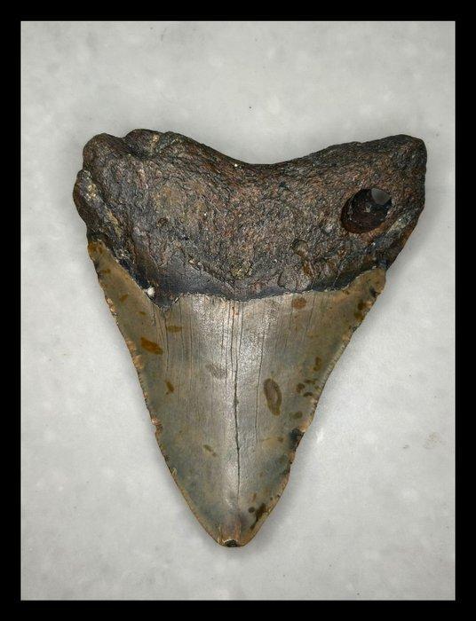 Megalodon - Fossiele tanden - 103 mm - 85 mm, Verzamelen, Mineralen en Fossielen