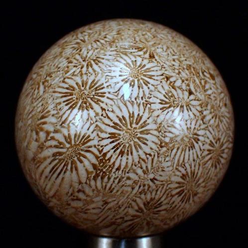 Sphère de corail fossile AAA+++ extrêmement rare, Australie,, Collections, Minéraux & Fossiles