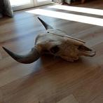 Bizon Schedel - Bison Bison - 20 cm - 56 cm - 50 cm - (1), Verzamelen, Dierenverzamelingen, Nieuw