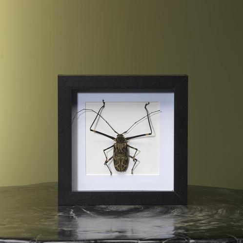 Insect in Lijst Taxidermie Opgezette Dieren By Max, Collections, Collections Animaux, Enlèvement ou Envoi