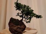 Jeneverbes bonsai (Juniperus) - Hoogte (boom): 10 cm -
