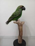Roodvoorhoofd papegaai Taxidermie volledige montage -